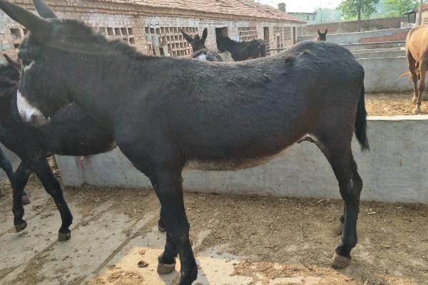 驴怀孕几个月生小驴,怎么能辨别驴怀孕了