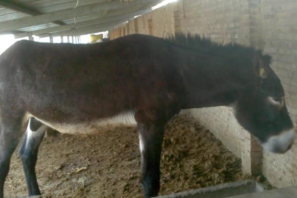 驴怀孕几个月生小驴,怎么能辨别驴怀孕了