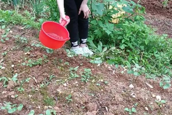 尿素浇菜最佳方法,尿素属于什么肥料