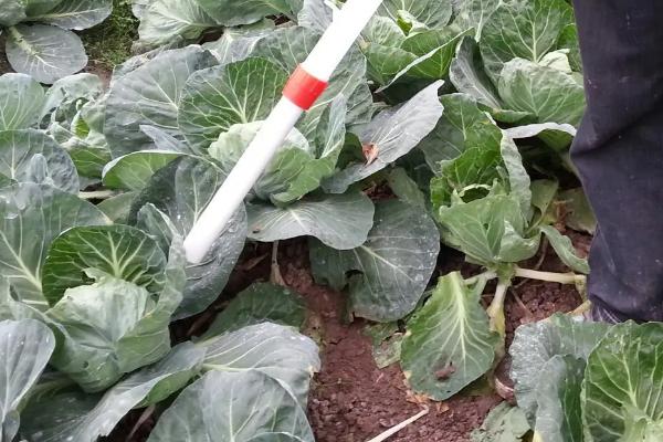 尿素浇菜最佳方法,尿素属于什么肥料