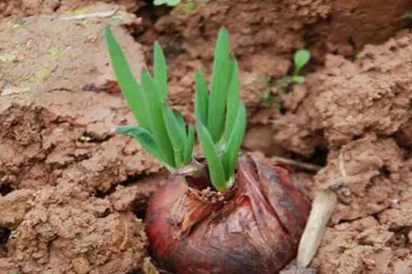 洋葱育苗技术要点,附育苗时间