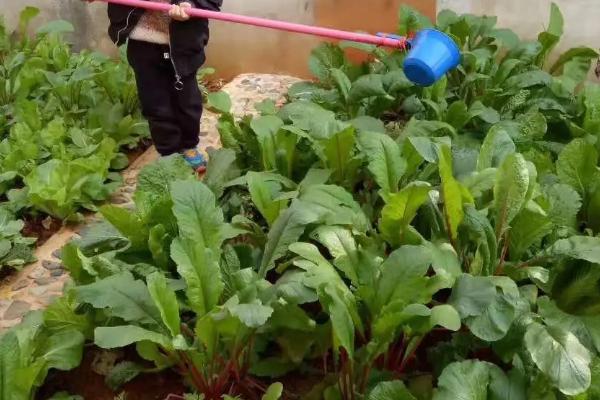 尿素浇菜最佳方法,尿素属于什么肥料