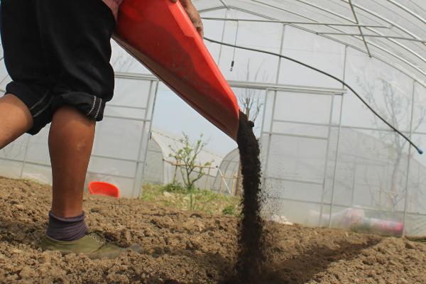 尿素浇菜最佳方法,尿素属于什么肥料