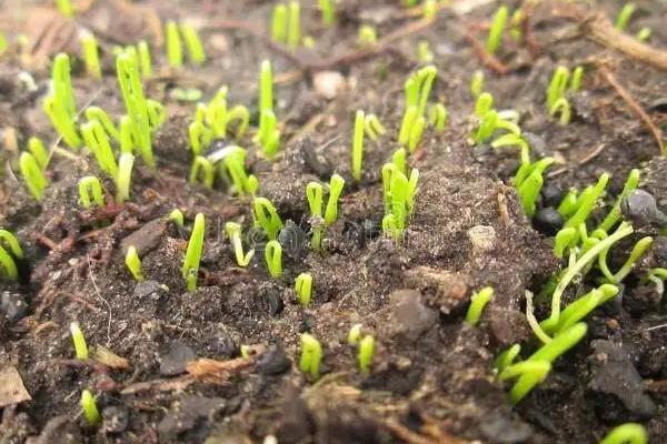 洋葱怎么育苗,几天能出苗