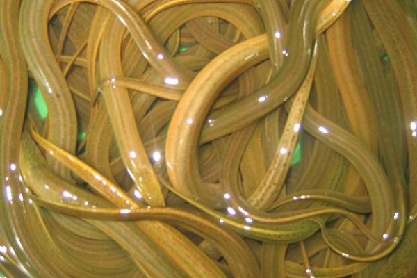 立春10几度黄鳝出来觅食吗，黄鳝什么时候冬眠