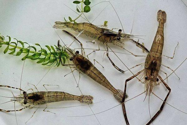 虾的习性，虾的种类