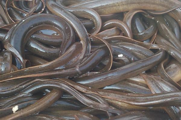 立春10几度黄鳝出来觅食吗，黄鳝什么时候冬眠