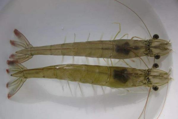 虾的习性，虾的种类