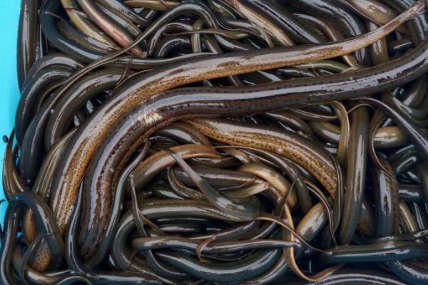 立春10几度黄鳝出来觅食吗，黄鳝什么时候冬眠