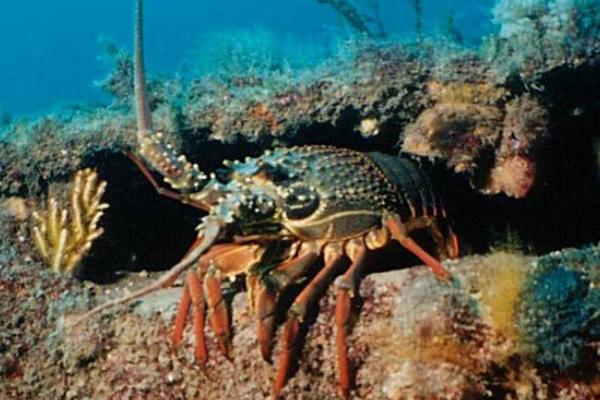 虾的习性，虾的种类