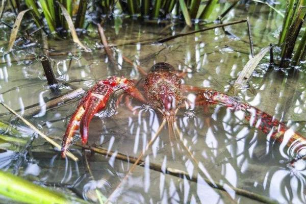 虾的习性，虾的种类