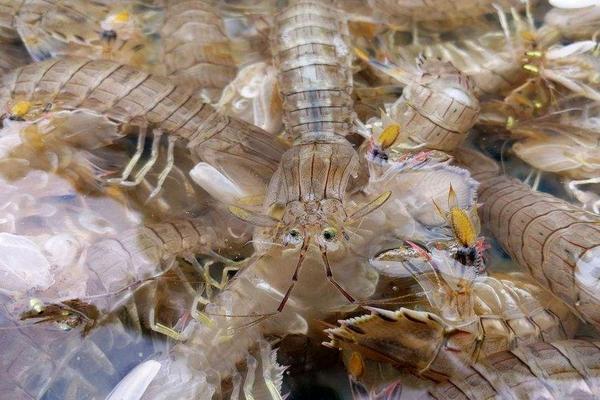 虾的习性，虾的种类