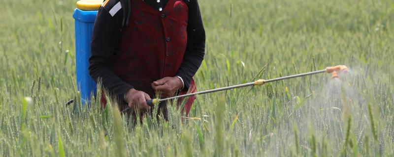 小麦打好二遍药的最佳日期,小麦上午打药好还是下午