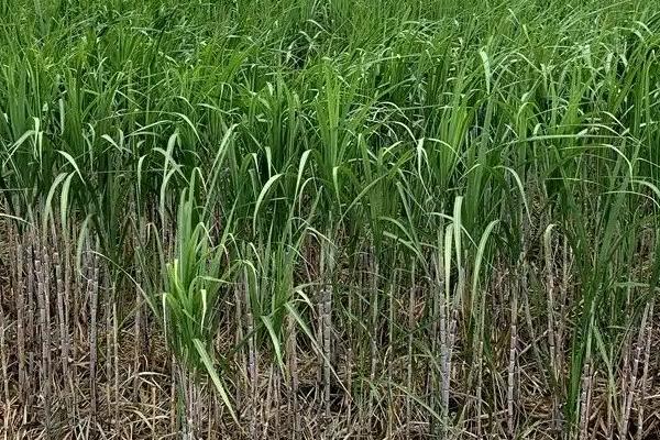 甘蔗种植全过程,适合哪些地方种植