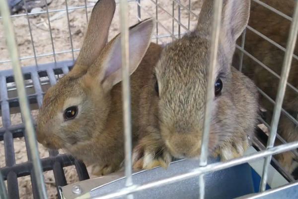野兔子怎么养，野兔子和养殖家兔如何区分