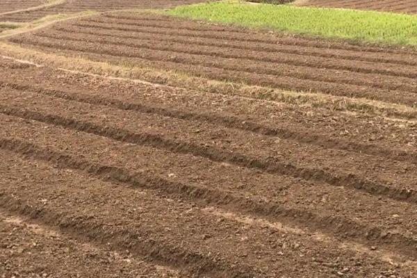 秧苗的种植方法