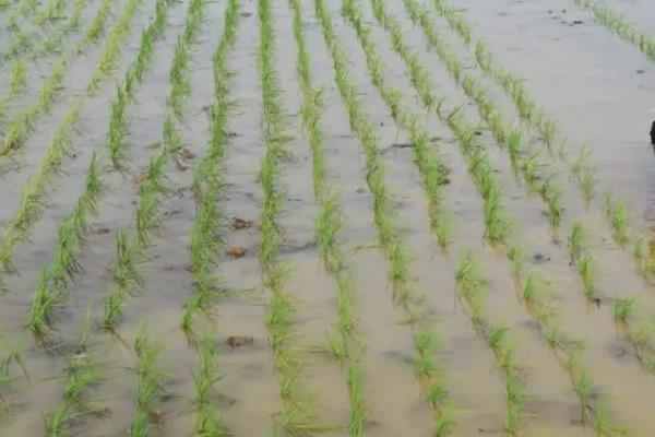 秧苗的种植方法