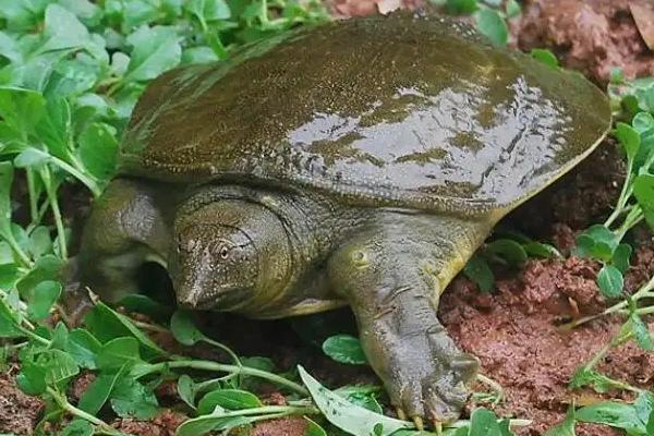 甲鱼不喂食可活多久,附养殖方法