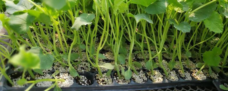 甜瓜育苗一般有三种方式