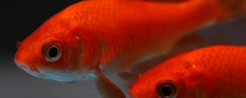 红色鲫鱼是什么品种,红色鲫鱼变黑是怎么回事