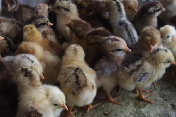 小鸡总叫是怎么回事，如何防治