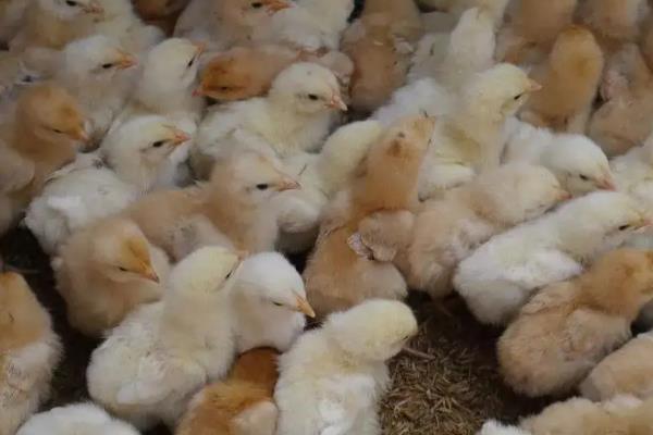 小鸡总叫是怎么回事，如何防治