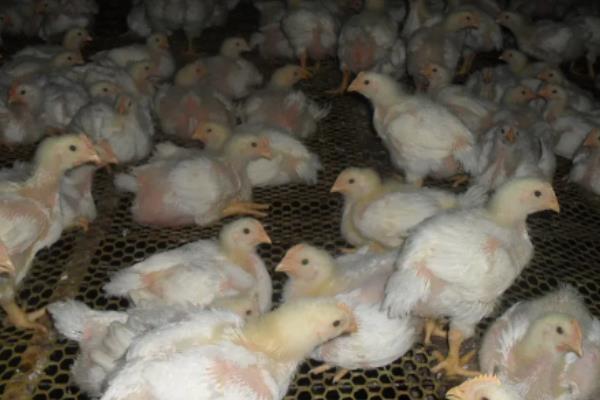 小鸡总叫是怎么回事，如何防治