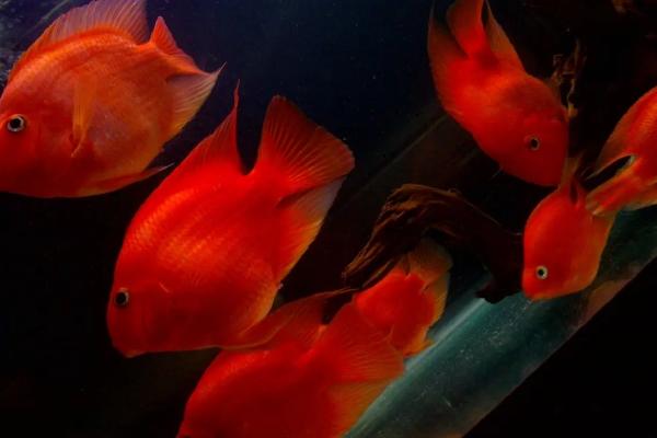 红色鲫鱼是什么品种，红色鲫鱼变黑是怎么回事