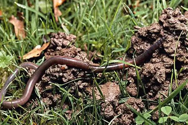 蚯蚓可以做什么