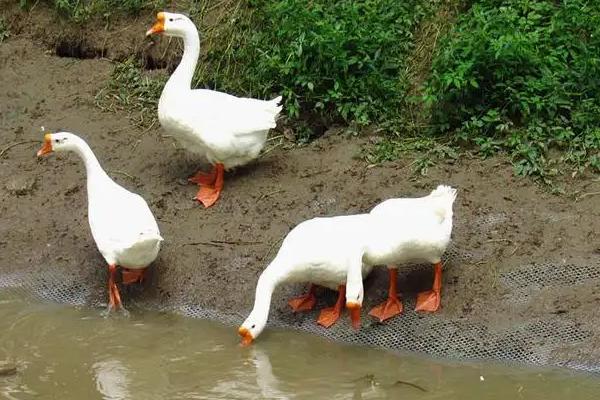 家鹅的寿命最长多少年，附养殖方法