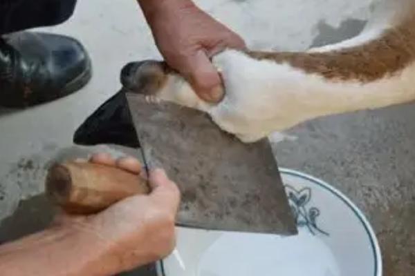 鹅如何宰杀和去毛,杀鹅为什么要喂白酒