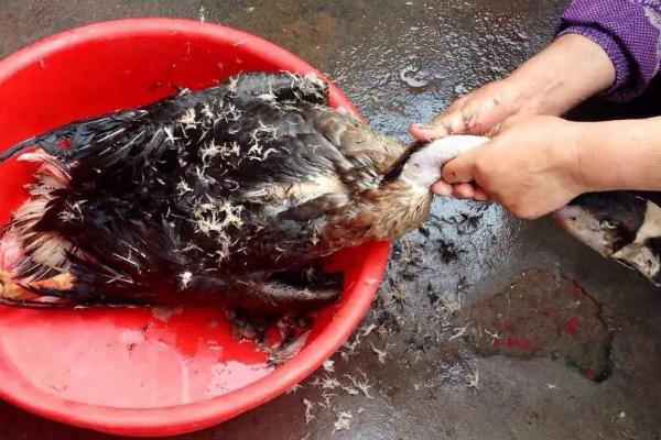 鹅如何宰杀和去毛,杀鹅为什么要喂白酒