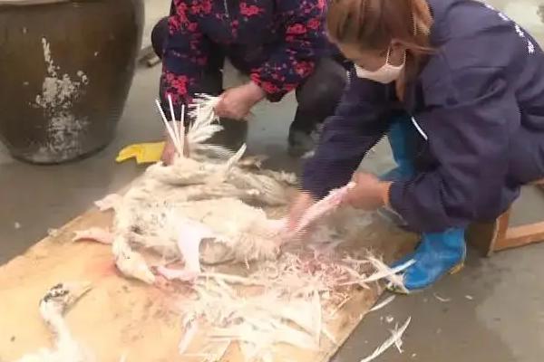 鹅如何宰杀和去毛,杀鹅为什么要喂白酒