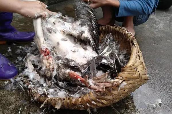 鹅如何宰杀和去毛,杀鹅为什么要喂白酒