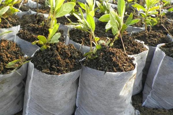 无纺布种植袋使用寿命,怎样检测无纺布种植袋有没有毒