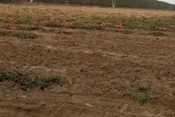 除草剂对土壤的危害有哪些方面,除草剂的残留期有多长