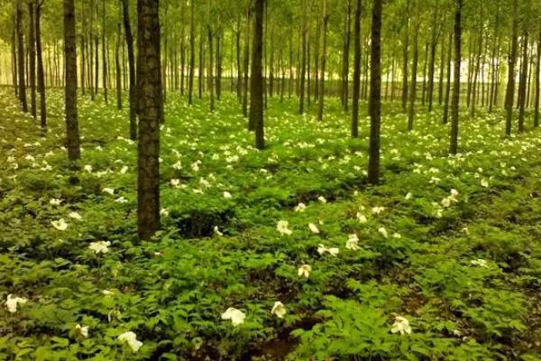 树荫下面可以种什么农作物