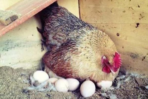 母鸡孵蛋一般放几个蛋,母鸡孵蛋的注意事项