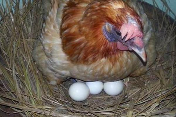 母鸡孵蛋一般放几个蛋,母鸡孵蛋的注意事项