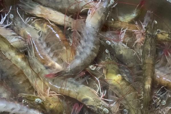 养殖基围虾需要什么条件，基围虾是淡水虾还是海水虾