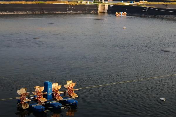 养殖基围虾需要什么条件，基围虾是淡水虾还是海水虾