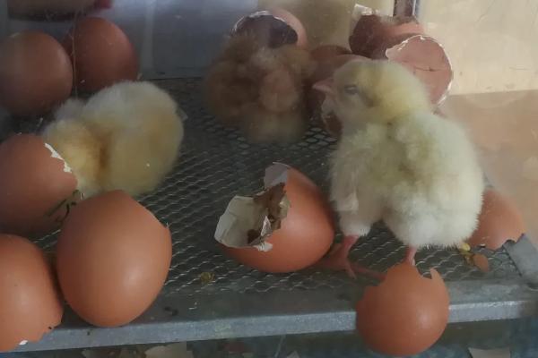 小鸡孵化的过程