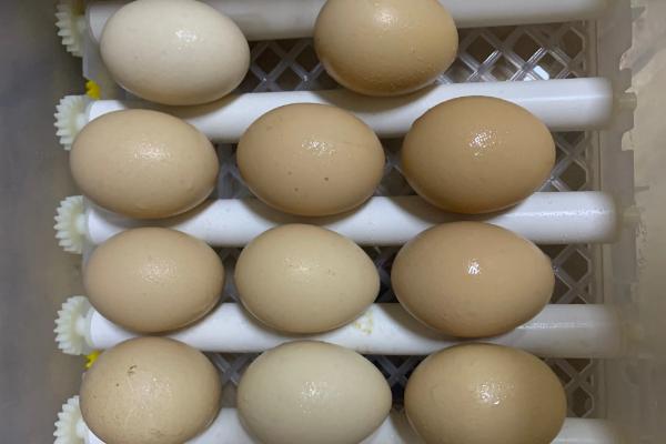 小鸡孵化的过程