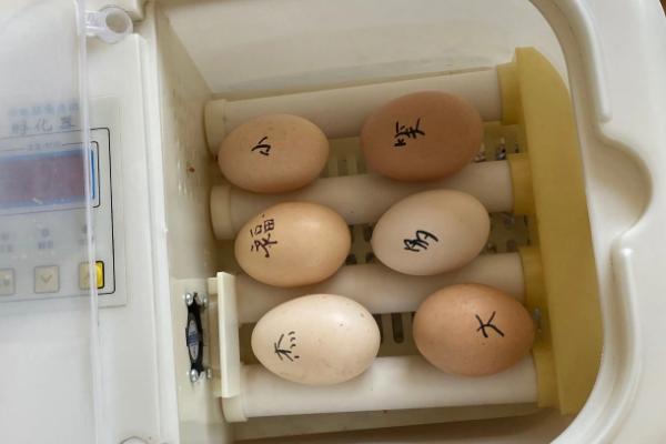 小鸡孵化的过程