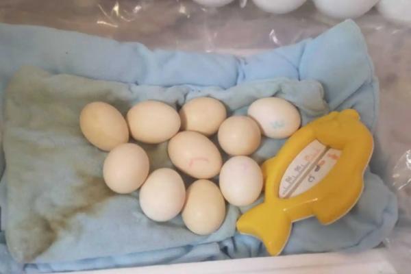 小鸡孵化的过程