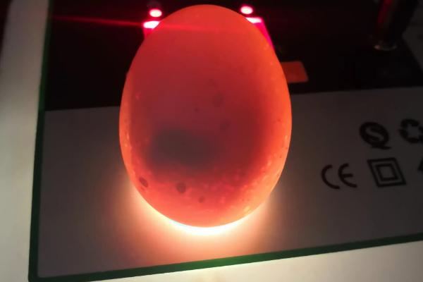 小鸡孵化的过程