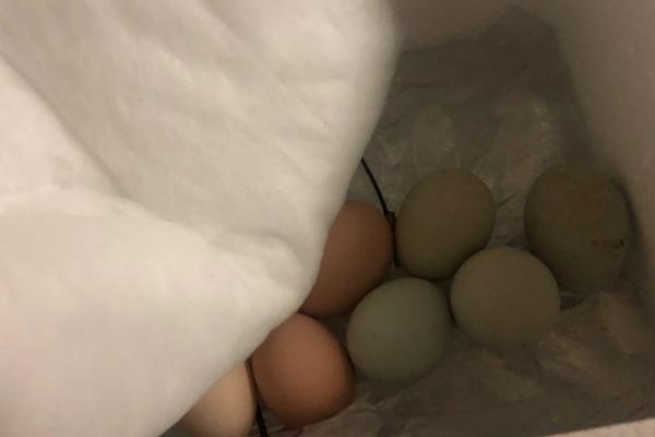 小鸡孵化的过程