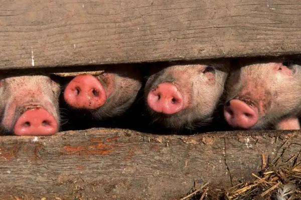 猪吃猪肉吗,猪吃的米糠是什么做的