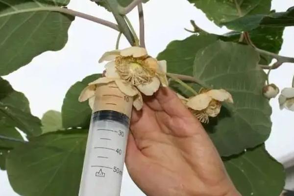 猕猴桃需要人工授粉吗,猕猴桃种几年可以结果