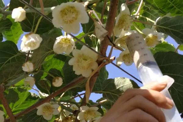 猕猴桃需要人工授粉吗,猕猴桃种几年可以结果